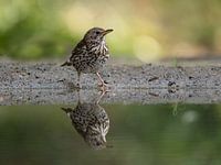 Reflexion der Singdrossel
