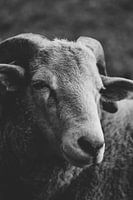 Black and white portrait of the sheep Quincy