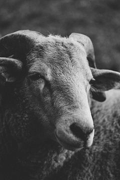 Schwarz-Weiß-Porträt des Schafes Quincy von Ken Tempelers