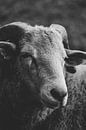 Black and white portrait of the sheep Quincy by Ken Tempelers thumbnail
