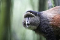 Golden monkey by Wild Love Expedition thumbnail