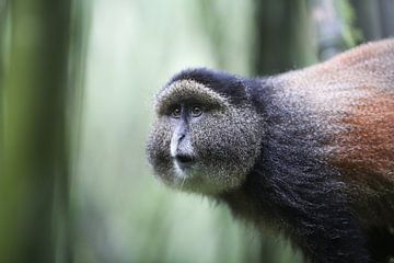 Golden monkey by Wild Love Expedition