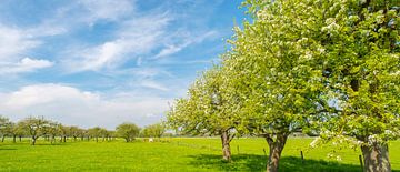 Voorjaar in de boomgaard met oude appelbomen van Sjoerd van der Wal