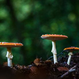 Drei kleine Fliegenpilze im großen Wald von Fotografiecor .nl