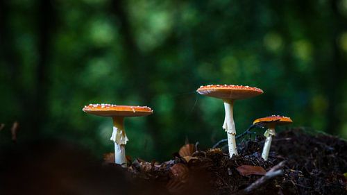 Drie kleine vliegenzwammen in het grote bos