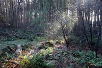 Zonnestralen komen achter de bomen vandaan
