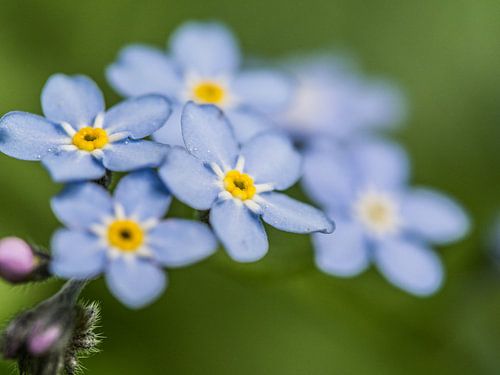 petites fleurs délicates de couleur lilas