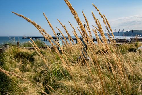 Pier Binz met excursieboot