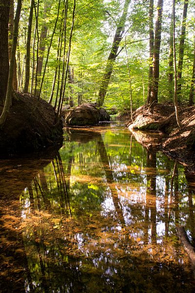 Forêt de Veluwe avec de beaux reflets par Esther Wagensveld
