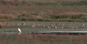 Un "étrange oiseau&quot ; parmi les oies sur Huub de Bresser