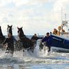 Paardenreddingsboot van Rinnie Wijnstra