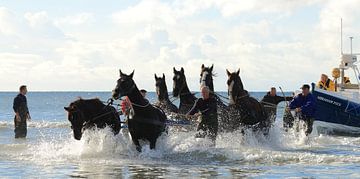 Bateau de sauvetage pour chevaux sur Rinnie Wijnstra