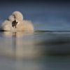 Donzy.nl - Jong zwaantje slapend op het water in panoramaformaat. van Donzy.nl