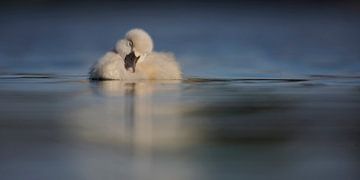 Donzy.nl - Jeune cygne dormant sur l'eau en format panoramique. sur Donzy.nl