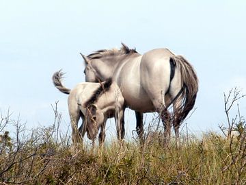 Konik horses van Jon Houkes