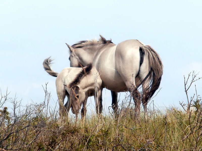 Konik horses von Jon Houkes