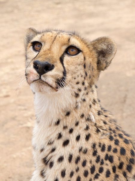 Cheetah, what's flying there? by Leo van Maanen