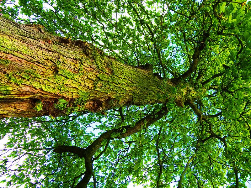 Tree Magic 104 von MoArt (Maurice Heuts)