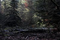 Light I