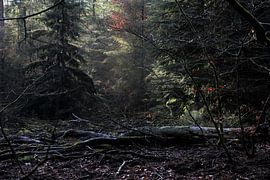 Light I by Marco van de Pol