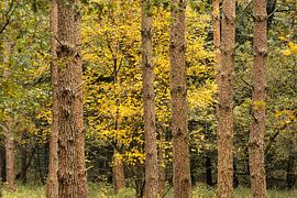 Autumn forest on the Veluwezoom with yellow beeches among pine trees