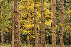 Forêt d'automne sur le Veluwezoom avec des hêtres jaunes parmi les pins