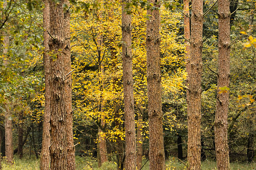 Herfstbos op de Veluwezoom met gele beuken tussen dennenbomen