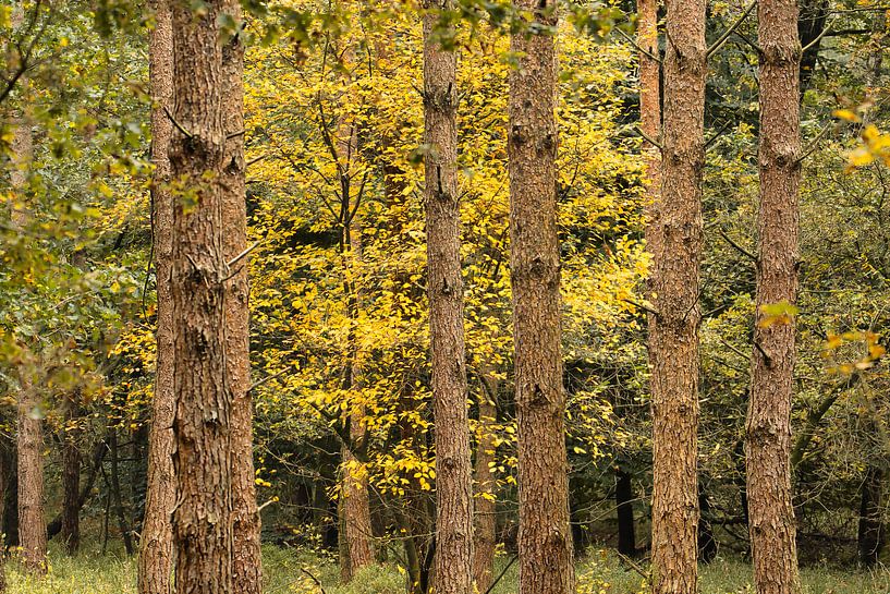 Autumn forest on the Veluwezoom with yellow beeches among pine trees by Saranda in t Veld Fotografie