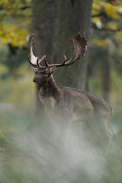Fallow Deer ( Dama dama ) standing hidden between trees in an autumnal coloured forest, side view fr