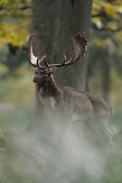Damhirsch ( Dama dama ), kapitaler Schaufler während der Brunft im Herbstwald par wunderbare Erde