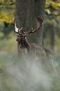 Damhirsch ( Dama dama ), kapitaler Schaufler während der Brunft im Herbstwald par wunderbare Erde Aperçu