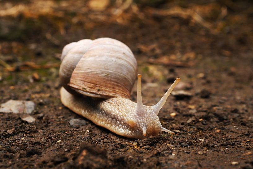 Snail 2 by Jörg Hausmann