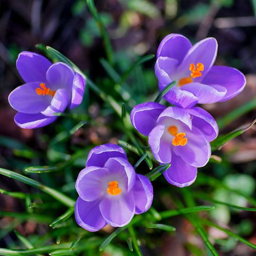 Crocus