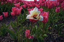Bloembollenvelden in de bollenstreek von foto-fantasie foto-fantasie