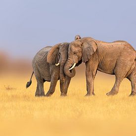 Elephant friendship by Chris Stenger