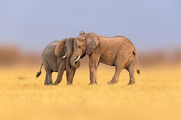 Elefantenfreundschaft von Chris Stenger