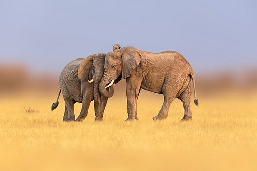 Elephant friendship by Chris Stenger