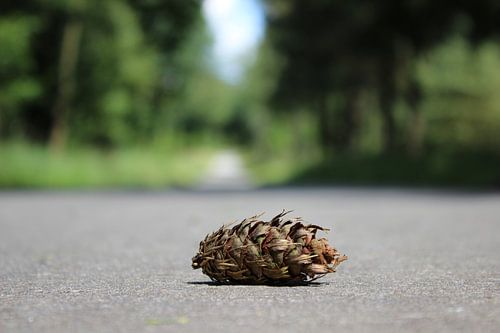 Kiefernzapfen von DVT Photography