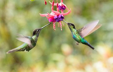 Twee vliegende hummingbirds van RobJansenphotography