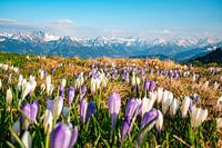 Crocuses on the Hörnerkette in Allgäu