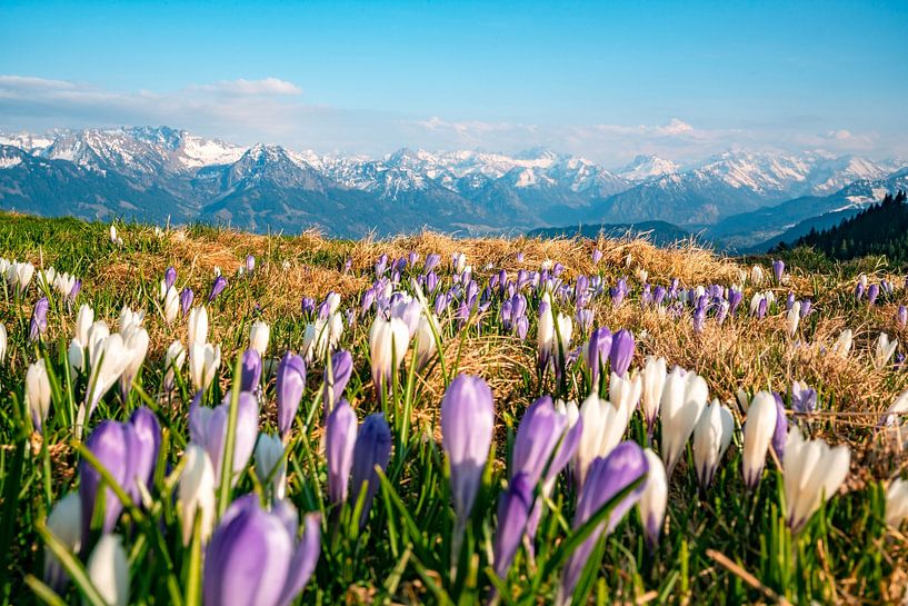 Crocuses on the Hörnerkette in Allgäu by Leo Schindzielorz