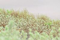 Mooie groen in de duinen