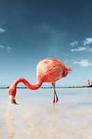 La plage de Flamingo à Aruba