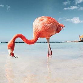 Flamingo Beach on Aruba by Marit Lindberg