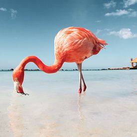 Flamingo op Aruba van Marit Lindberg