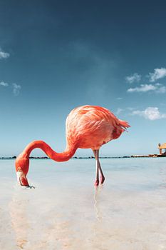 Flamingo op Aruba
