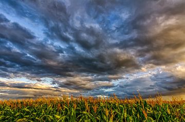 Mais und Wolken von Bram Visser