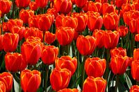 Rode Tulpen