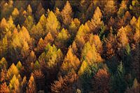 Herfstbos