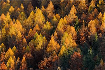 Herbstwald von Peter Felberbauer